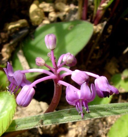 Ledebouria monophylla